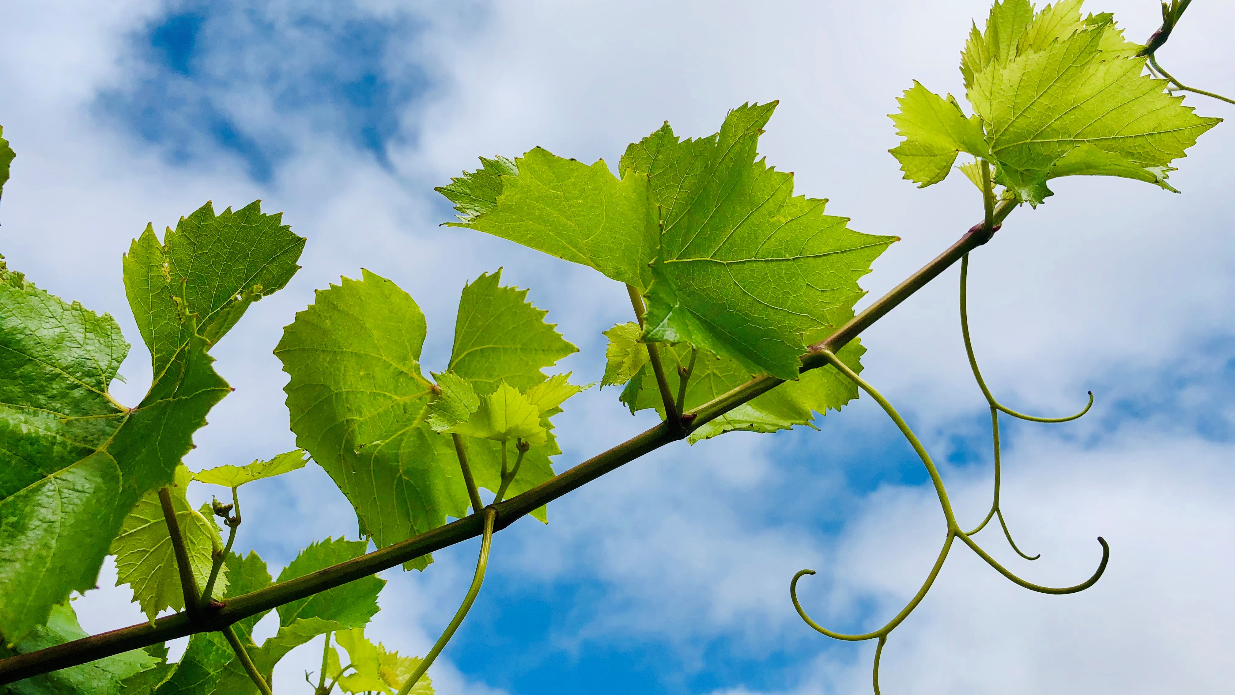 Early detection of Grapevine virus infection