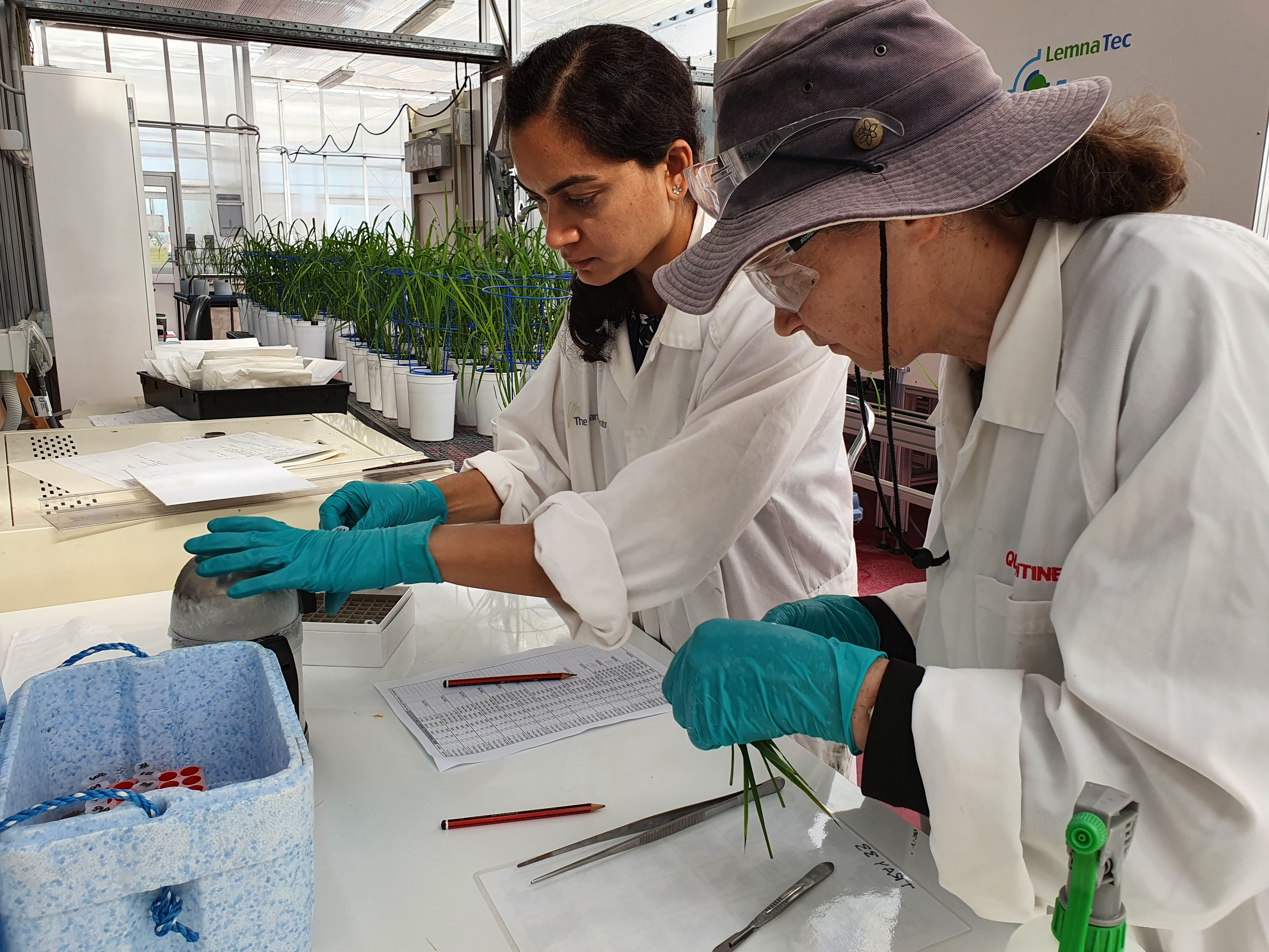 Understanding salt tolerance in the world's most important food crop