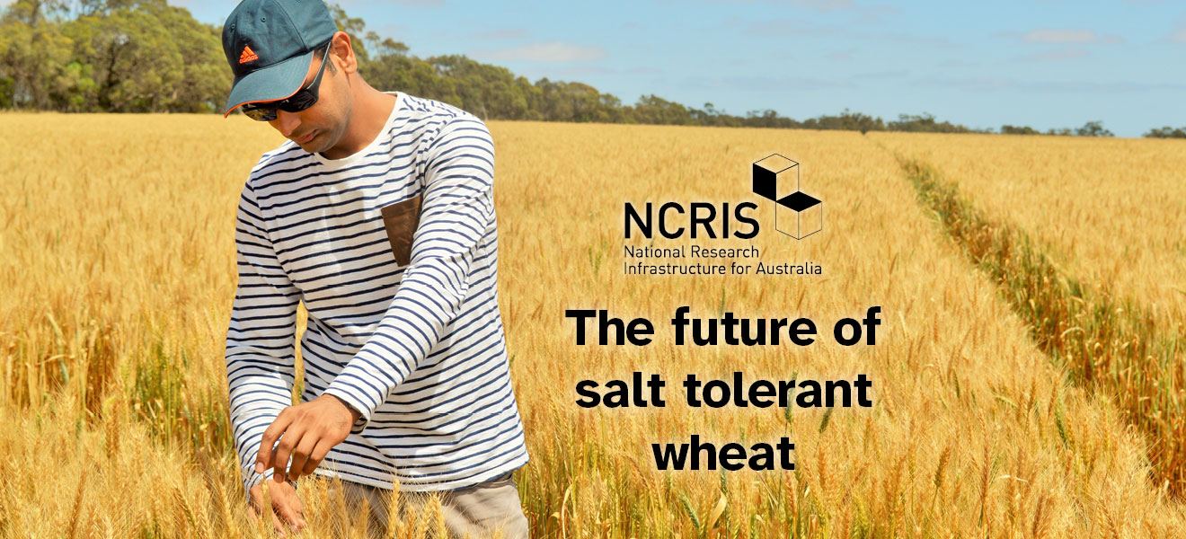 NCRIS wheat banner