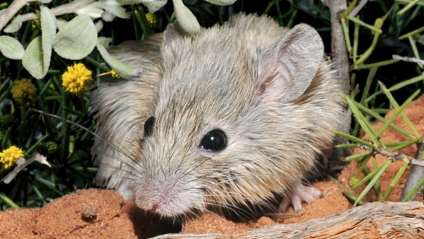 Image of a mouse amongst dirt and shrubs