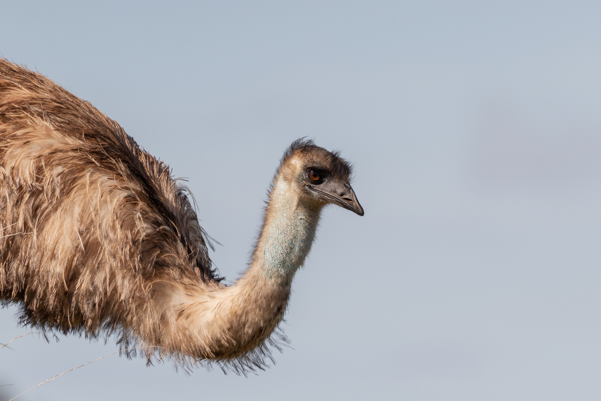 Emu - Dromaius novaehollandiae