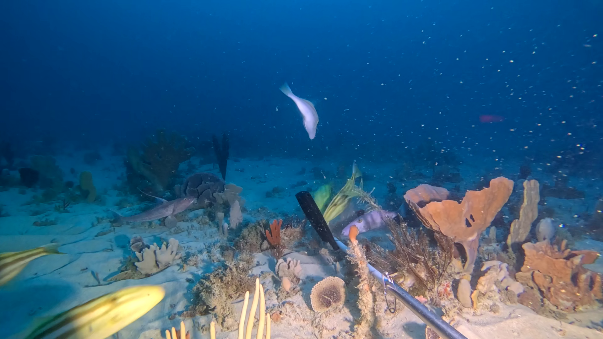 Sponge reef in the Great Australian Bight region. Ocean Leatherjacket fish are visible.