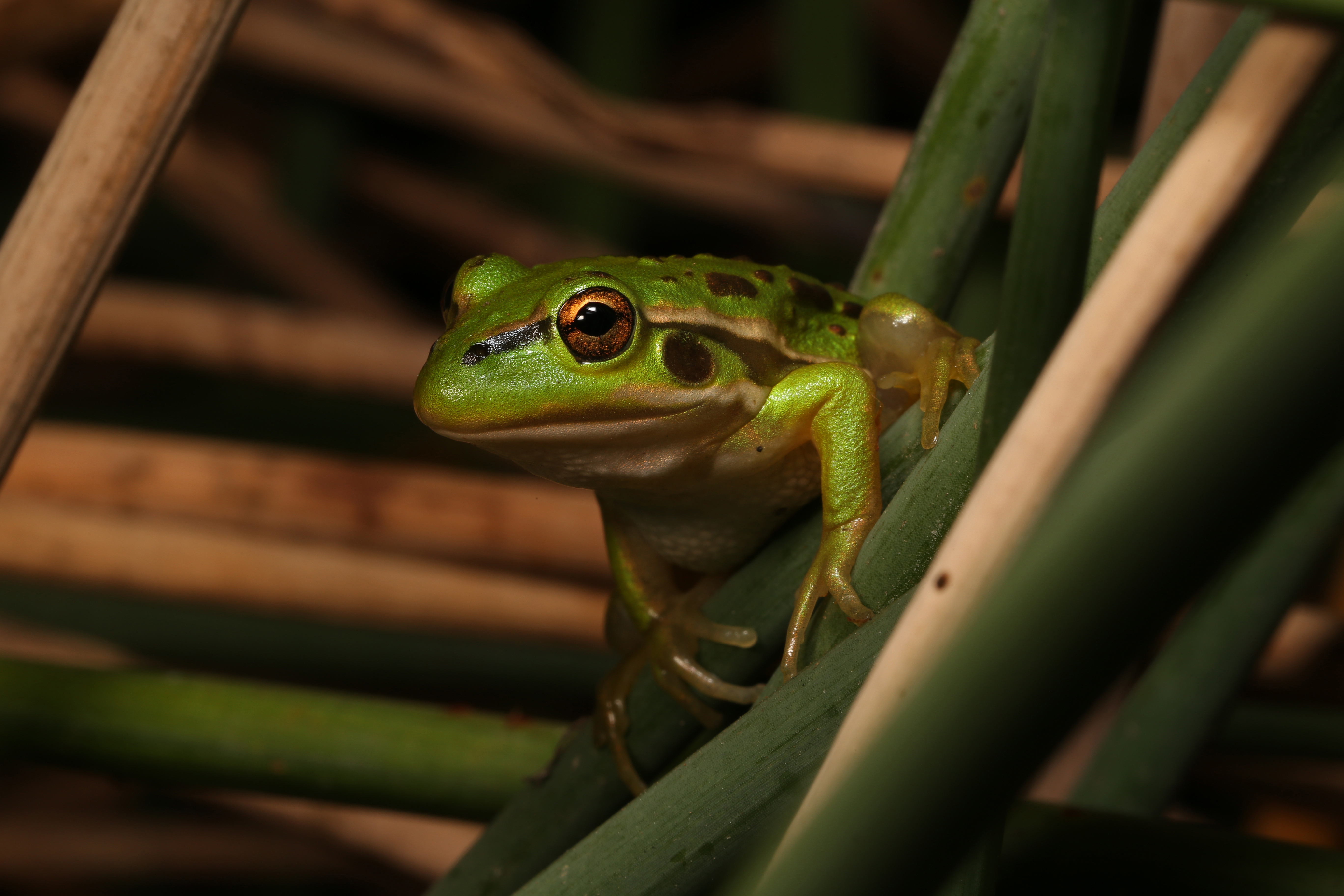 Growling Grass Frog (Litoria raniformis) from the Merri Creek in Melbourne