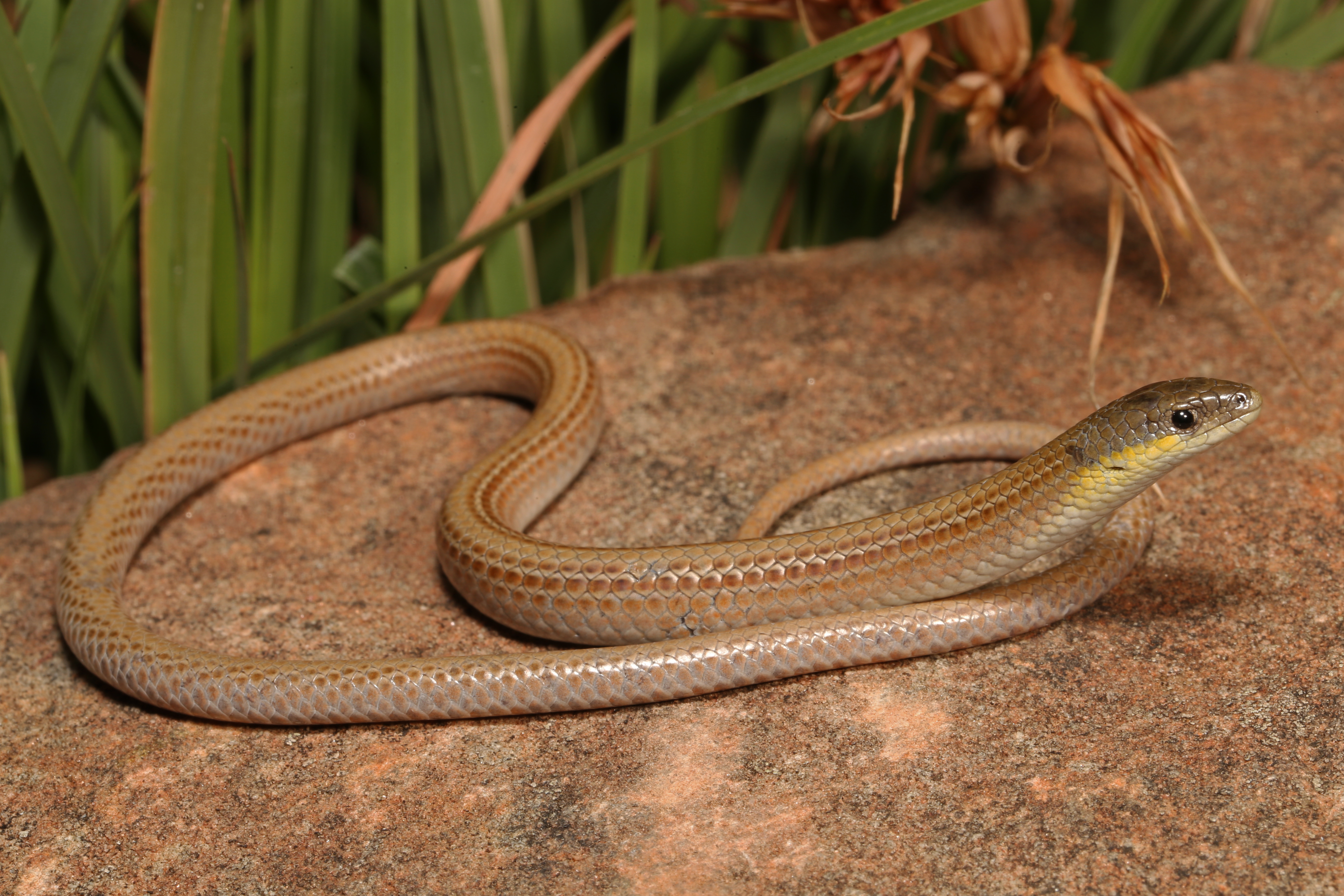 Striped Legless Lizard Geoff Heard.