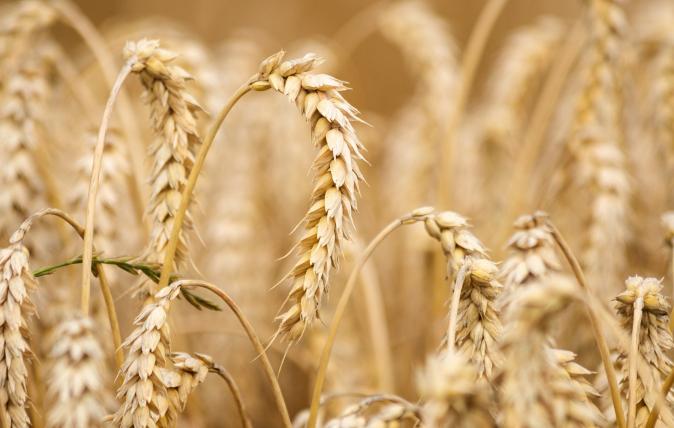 Drought tolerant traits in wild barley