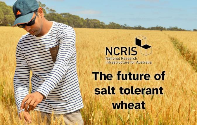 NCRIS wheat banner