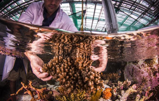 Tank of water with scientist reaching in and touching the coral.